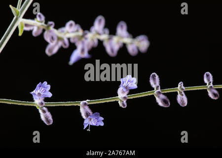 Fleurs et boutons de sauge russe en deux lignes dans le studio Banque D'Images