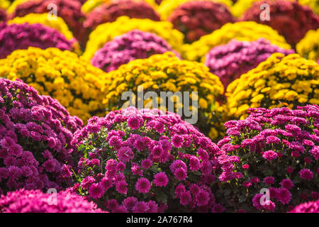 De grands bouquets de chrysanthèmes multicolores dans un marché à l'automne pour les fêtes de fin d'âmes Banque D'Images