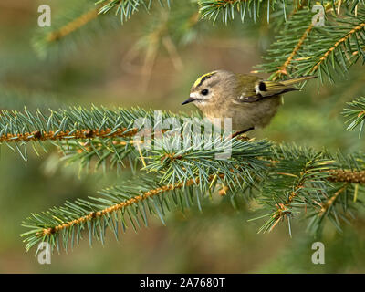 Goldcrest Migrants (Regulus regulus) perché sur la branche de conifère, Bressay, Shetland, Écosse Banque D'Images