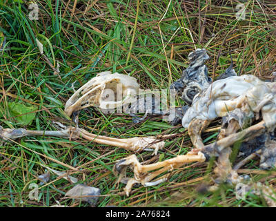 Crâne et squelette de dead Lapin (Oryctolagus cuniculus), Shetland Banque D'Images