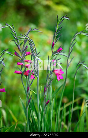 Gladiolus communis subsp byzantinus glaïeul Byzantine,rose,fleurs,fleurs,fleurs,Fleurs,RM,printemps Banque D'Images