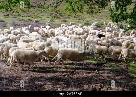 Troupeau de moutons sur le pourpre et le violet bruyère en fleur, parc national de Posbank Veluwe par Rheden, Pays-Bas. Banque D'Images