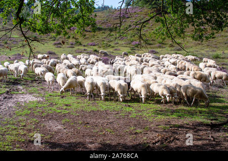 Troupeau de moutons sur le pourpre et le violet bruyère en fleur, parc national de Posbank Veluwe par Rheden, Pays-Bas. Banque D'Images