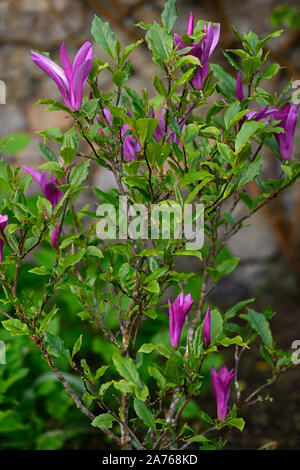 Magnolia Susan,fleurs violettes,svelte,fleurs,fleurs,arbre,arbres,jardin,magnolias Floral RM Banque D'Images