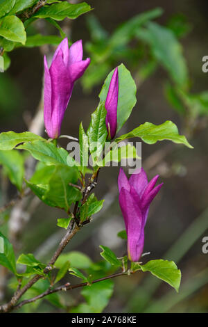 Magnolia Susan,fleurs violettes,svelte,fleurs,fleurs,arbre,arbres,jardin,magnolias Floral RM Banque D'Images