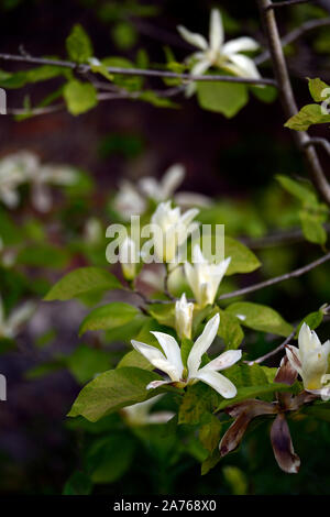Magnolia ,,crème,jaune,fleurs,fleurs,fleurs de magnolias,jardin,Floral RM Banque D'Images