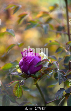 Paeonia suffruticosa Cardinal Vaughan, violet, violet,flower,tree peony,printemps,jardin,Fleurs,RM jardins Banque D'Images