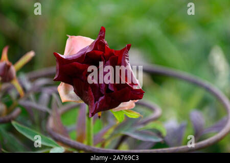 Paeonia lutea, Thunderbolt Lutea pivoine arbre hybride pivoine arbustive, pivoine,arbre,Thunderbolt fleur cramoisie printemps,jardins,jardin,Fleurs,RM Banque D'Images