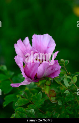 Pivoine arbustive Paeonia lutea,Léda Léda hybride rose,fleur,unique,fleurs,fleurs,plantes vivaces,lit,parfumée Floral RM Banque D'Images