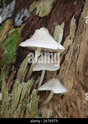 Mycena galericulata, connu sous le capot, les communes, ou la toque mycena rosy-gill casque fée aux champignons sauvages, à partir de la Finlande Banque D'Images