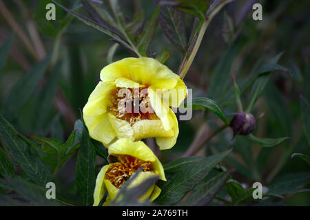 Arbre jaune fleurs simples,Pivoine Paeonia Argosy,syn. P x lemoinei,fleurs,fleurs jaunes,tree peony,printemps,jardin,Fleurs,RM jardins Banque D'Images