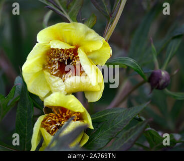 Arbre jaune fleurs simples,Pivoine Paeonia Argosy,syn. P x lemoinei,fleurs,fleurs jaunes,tree peony,printemps,jardin,Fleurs,RM jardins Banque D'Images