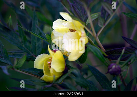 Arbre jaune fleurs simples,Pivoine Paeonia Argosy,syn. P x lemoinei,fleurs,fleurs jaunes,tree peony,printemps,jardin,Fleurs,RM jardins Banque D'Images