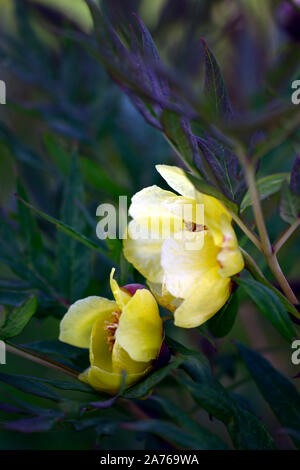 Arbre jaune fleurs simples,Pivoine Paeonia Argosy,syn. P x lemoinei,fleurs,fleurs jaunes,tree peony,printemps,jardin,Fleurs,RM jardins Banque D'Images