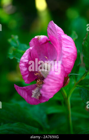 Pivoine arbustive Paeonia lutea,Léda Léda hybride rose,fleur,unique,fleurs,fleurs,plantes vivaces,lit,parfumée Floral RM Banque D'Images