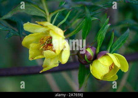 Arbre jaune fleurs simples,Pivoine Paeonia Argosy,syn. P x lemoinei,fleurs,fleurs jaunes,tree peony,printemps,jardin,Fleurs,RM jardins Banque D'Images