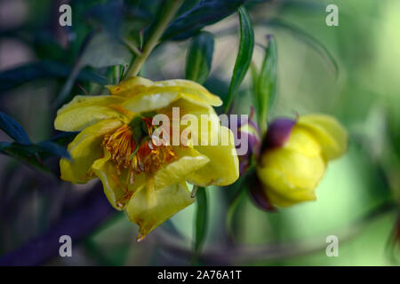 Arbre jaune fleurs simples,Pivoine Paeonia Argosy,syn. P x lemoinei,fleurs,fleurs jaunes,tree peony,printemps,jardin,Fleurs,RM jardins Banque D'Images