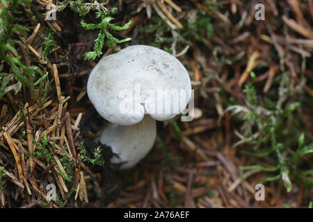 L'odora Clitocybe, connu sous le nom d'anis Anis toadstool, funnelcap ou entonnoir d'anis, de la Finlande aux champignons sauvages Banque D'Images