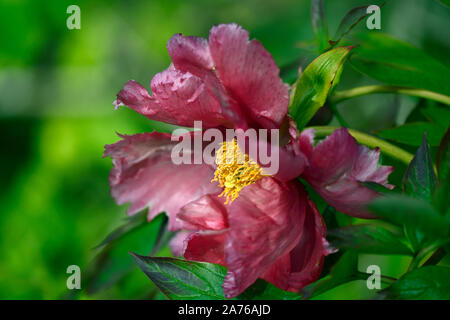 Paeonia suffruticosa,couleur rose corail,fleur pivoine arbustive,printemps,jardin,Fleurs,RM jardins Banque D'Images