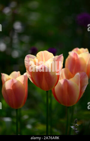 Tulip tulipa,Daydream daydream,Darwin,hybride orange-abricot,fleurs,fleurs,printemps bulbes floraux,RM Banque D'Images