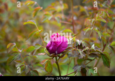Paeonia suffruticosa Cardinal Vaughan, violet, violet,flower,tree peony,printemps,jardin,Fleurs,RM jardins Banque D'Images