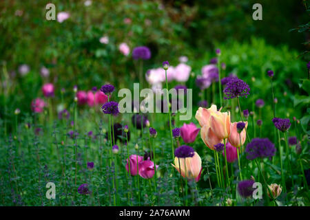 Tulip tulipa,Daydream daydream,Darwin,hybride orange-abricot,fleurs,fleurs,printemps,bulbes allium allium purple,,mixte,floral RM Banque D'Images