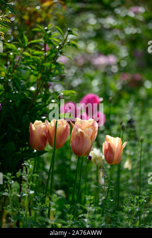 Tulip tulipa,Daydream daydream,Darwin,hybride orange-abricot,fleurs,fleurs,printemps bulbes floraux,RM Banque D'Images