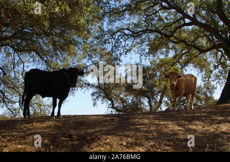 Deux vaches au pâturage sous les arbres looking at camera Banque D'Images