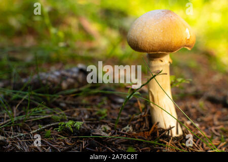 Un seul portrait de champignons dans la lumière dorée Banque D'Images