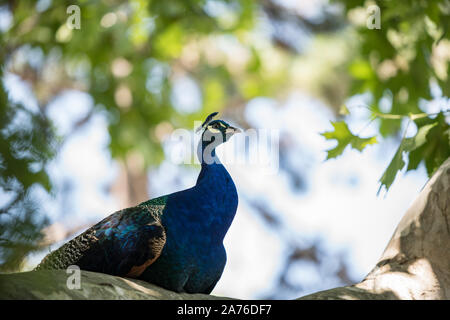 Belle Peacock, bleu sombre, assis sur une branche et de profiter de la journée Banque D'Images