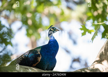 Belle Peacock, bleu sombre, assis sur une branche et de profiter de la journée Banque D'Images