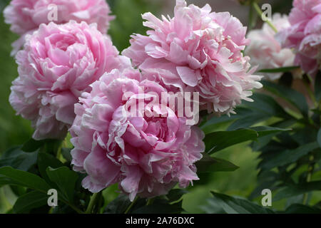 Paeonia lactiflora Sarah Bernhardt. Fleur de pivoine rose double. Paeonia lactiflora pivoine chinoise (ou même jardin pivoine). Beaucoup de fleurs. Banque D'Images