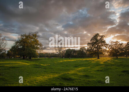 Coucher du soleil derrière les arbres au bord d'un pâturage avec des bovins. Ciel dramatique et un paysage coloré. Banque D'Images