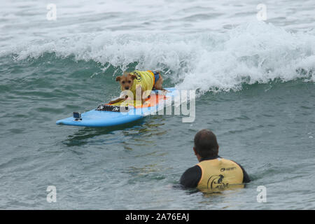 11e édition de la compétition de Surf Surf City dog Chien à Huntington Beach Huntington Beach, Californie le 28 septembre 2019 Comprend : Atmosphère Où : Huntington Beach, California, United States Quand : 28 Sep 2019 Credit : Sheri/WENN.com Determan Banque D'Images