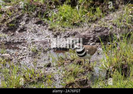 Le Pluvier kildir, Charadrius vociferus, sur la Prairie de l'Oregon Zumwalt. Banque D'Images