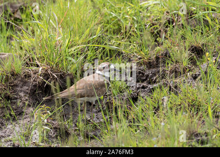 Le Pluvier kildir, Charadrius vociferus, sur la Prairie de l'Oregon Zumwalt. Banque D'Images