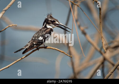 Martin-pêcheur pie - Ceryle rudis espèce d'eau noir et blanc kingfisher largement réparti dans toute l'Afrique et l'Asie. La chasse le poisson. Banque D'Images