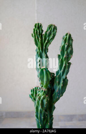 Cactus-Cereus repandus Banque D'Images