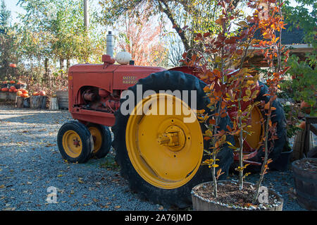 Vieux tracteur avec blanc citrouille à l'automne à la ferme rurale photo de saison. Plantes en pot avec des feuilles d'automne, citrouilles à proximité et feuillage. Banque D'Images