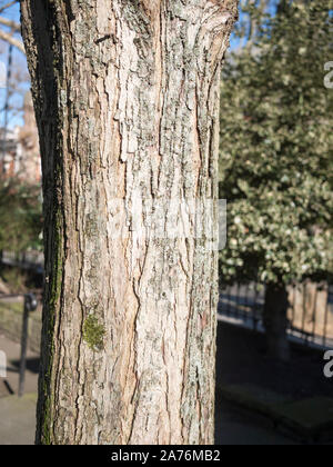 Détail d'un (Katsura Cercidiphyllum japonicum) en hiver arbres urbains, Londres UK Banque D'Images