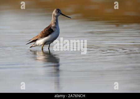 Chevalier Aboyeur (Tringa nebularia commun), la recherche de nourriture dans l'eau, au milieu de la Réserve de biosphère de l'Elbe, Dessau-Rosslau, Saxe-Anhalt, Allemagne Banque D'Images