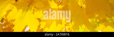 Feuilles d'érable jaune vif éclairée par la lumière du soleil. Automne fond Banque D'Images