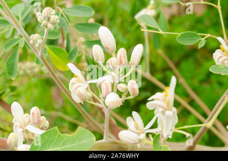 Fleurs roses et blanches de Moringa oleifera Banque D'Images