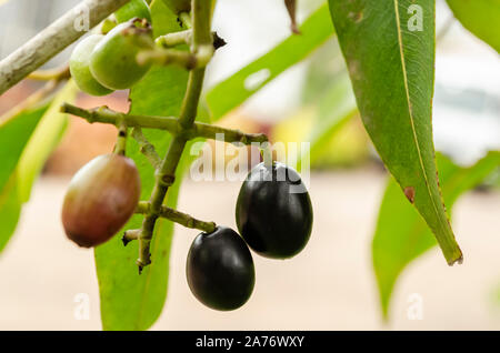 Fruits Jamun On Tree Banque D'Images