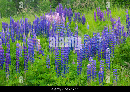 Le lupin vivace (Lupinus perennis), Amérique du Nord, en été, par Dominique Braud/Dembinsky Assoc Photo Banque D'Images