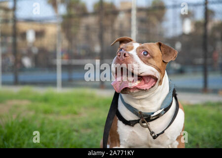 Chien en attente d'une marche dans la ville avec des out Banque D'Images