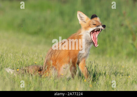 American Red Fox (Vulpes vulpes), le bâillement, en Amérique du Nord, par Dominique Braud/Dembinsky Assoc Photo Banque D'Images