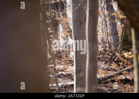 Le cerf de Virginie européen (Capreolus capreolus), également connu sous le nom de cerf de Virginie occidental, de chevreuil, ou simplement de chevreuil ou de roé, est une espèce de chevreuil. Banque D'Images