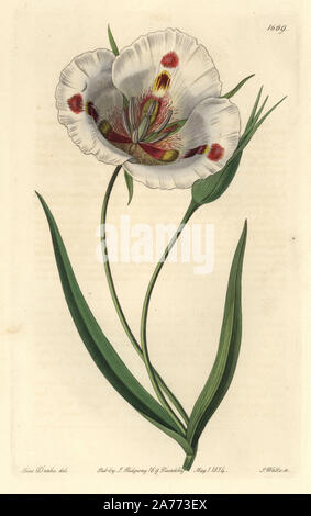 Calochortus tacheté ou butterfly Mariposa Lily Calochortus venustus. Originaire de la Californie. La gravure sur cuivre coloriée par S. Watts après une illustration par Miss Drake de Sydenham Edwards' 'Le Jardin botanique s'enregistrer, Londres, Ridgway, 1834. Sarah Anne Drake (1803-1857) a attiré plus de 1 300 plaques pour le botaniste John Lindley, y compris beaucoup d'orchidées. Banque D'Images