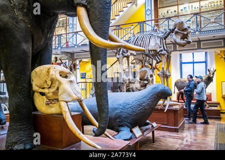 Musée d'Histoire Naturelle, Musée National d'Irlande, Dublin, Irlande Banque D'Images